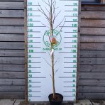 Ambrovník styraxový (Liquidambar styraciflua)  - výška 200-220 cm, kont. C10L